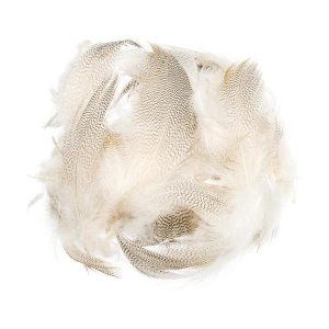 Mallard Barred Flank